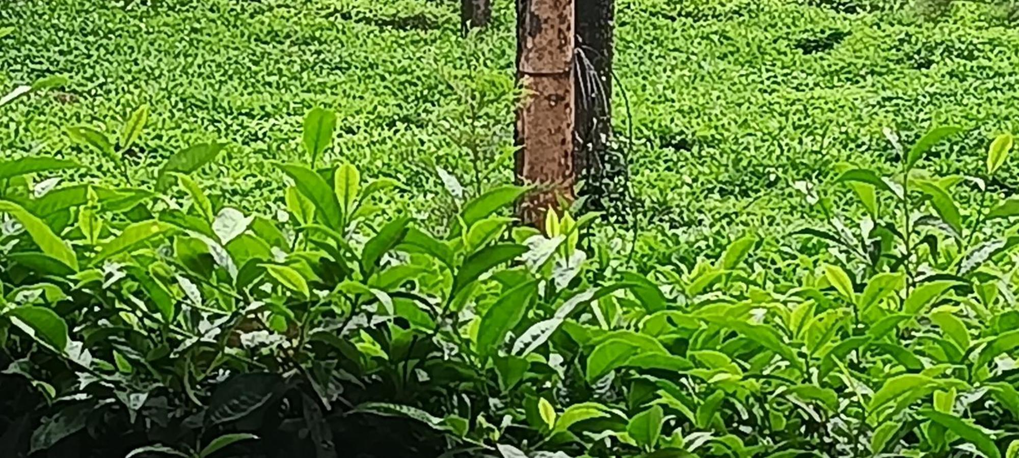 Jungle Valley Ayurvedic Spa Resort Meppadi Ngoại thất bức ảnh